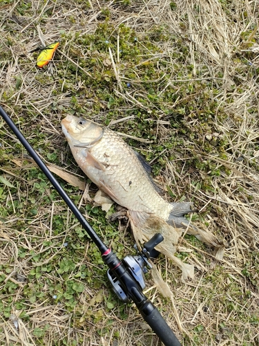 フナの釣果