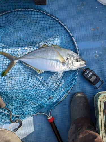 シマアジの釣果