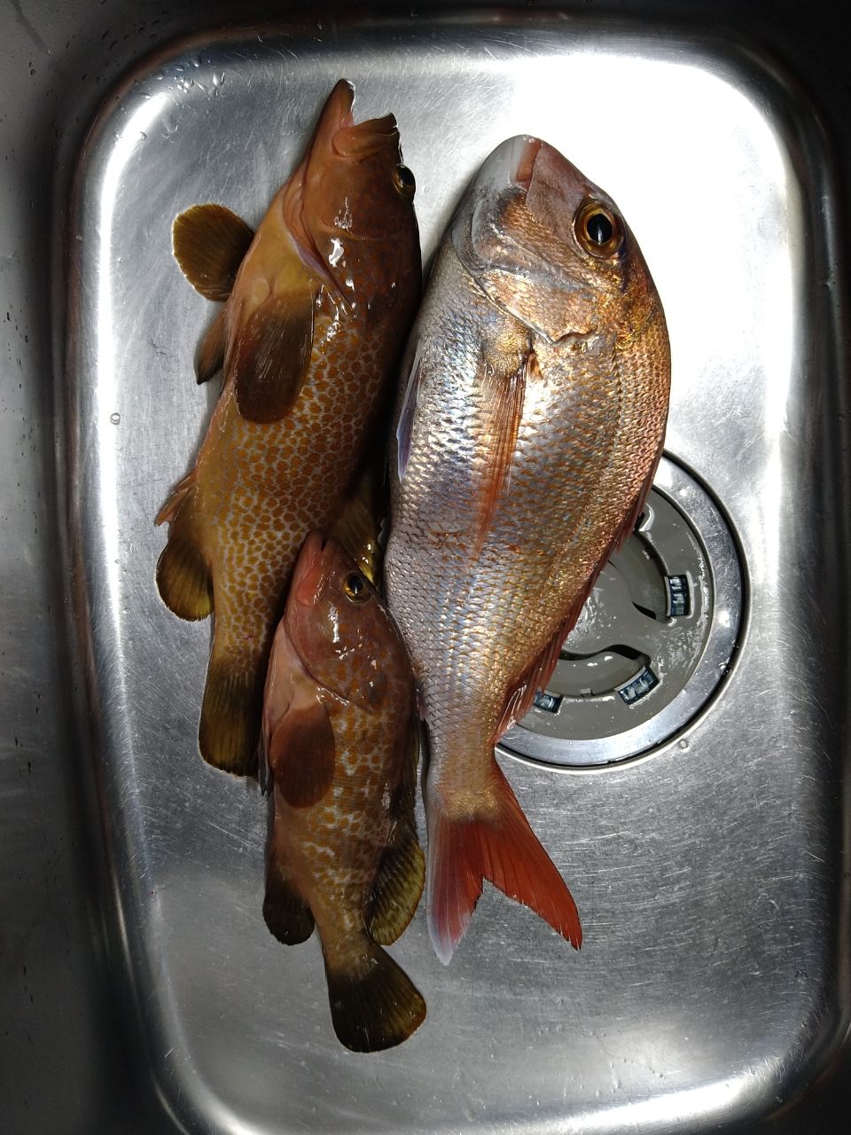 下手な釣り好き!さんの釣果 2枚目の画像