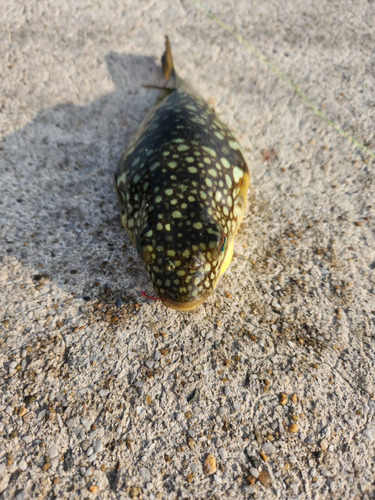 クサフグの釣果