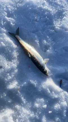 ニシンの釣果