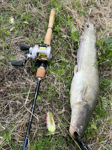 ナマズの釣果