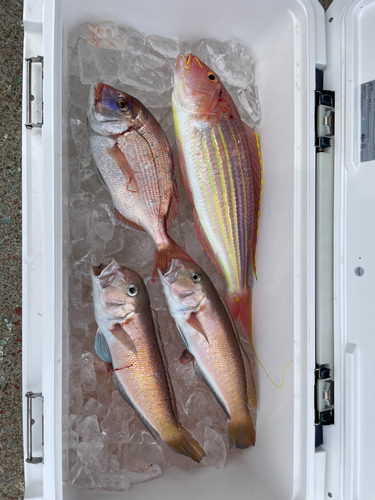 シロアマダイの釣果