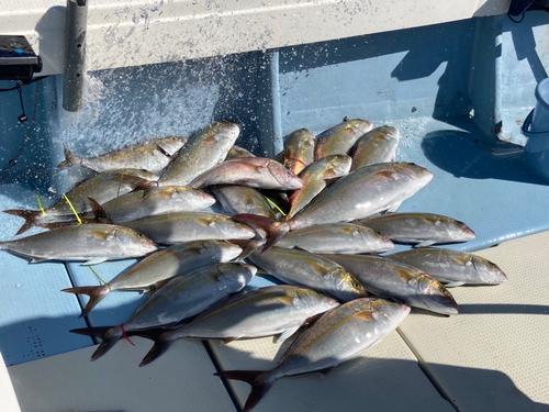 カンパチの釣果