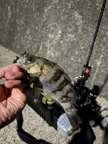 シロメバルの釣果