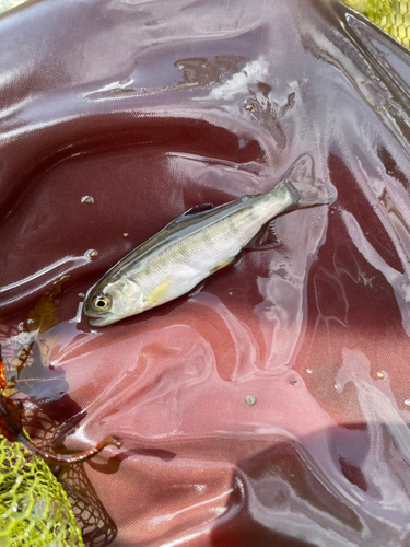 アマゴの釣果