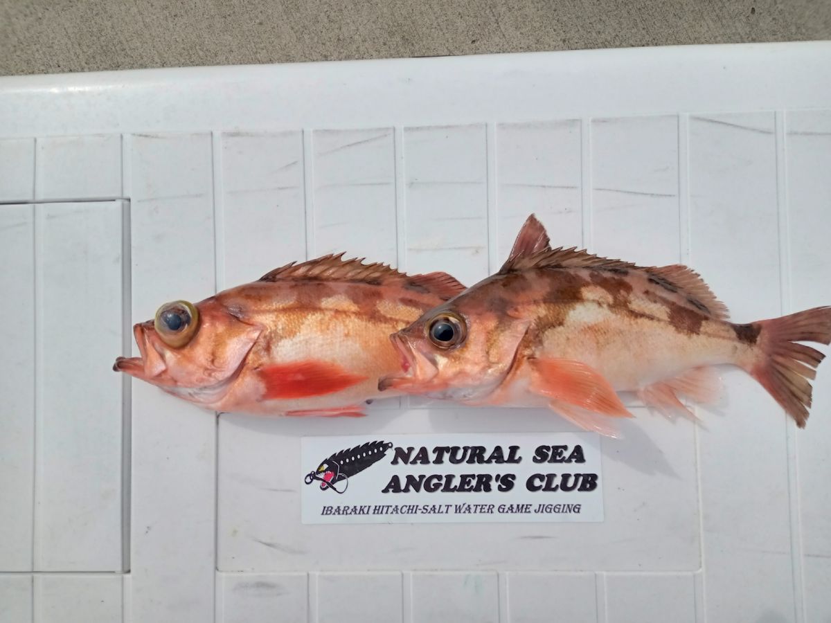 N.S.A.Cさんの釣果 2枚目の画像
