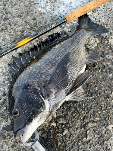 チヌの釣果