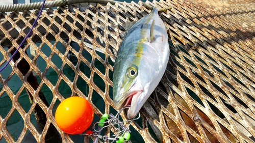 メジロの釣果