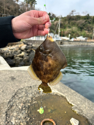 カワハギの釣果