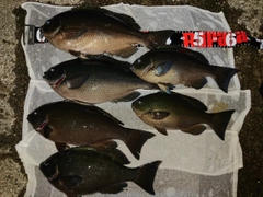 メジナの釣果