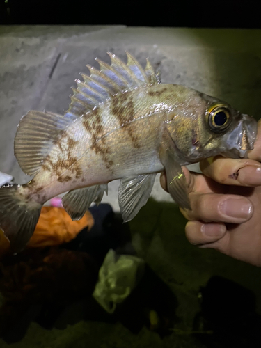 メバルの釣果