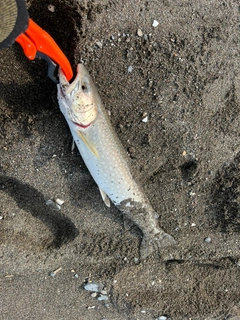 アメマスの釣果