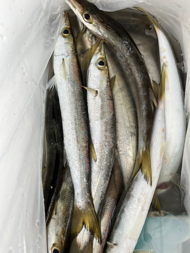 カマスの釣果