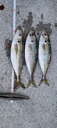 アジの釣果