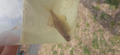 タイリクバラタナゴの釣果