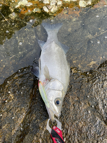 ヒラスズキの釣果