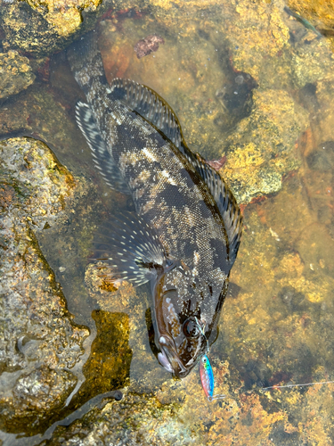 アイナメの釣果