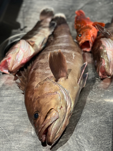 マハタの釣果