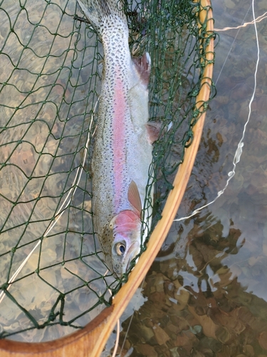 ニジマスの釣果