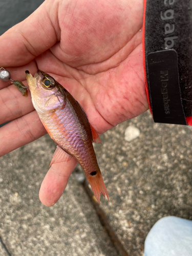 ネンブツダイの釣果