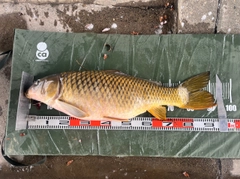 コイの釣果