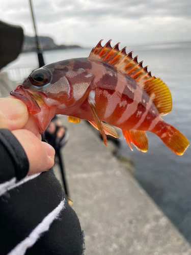 アカハタの釣果