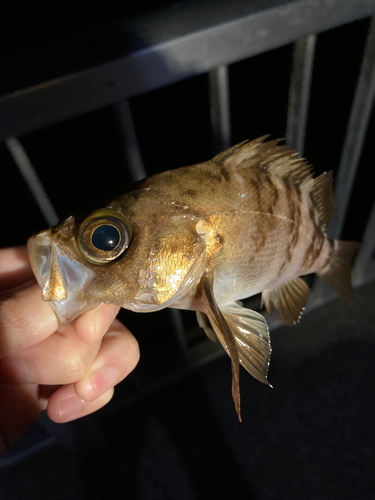 メバルの釣果