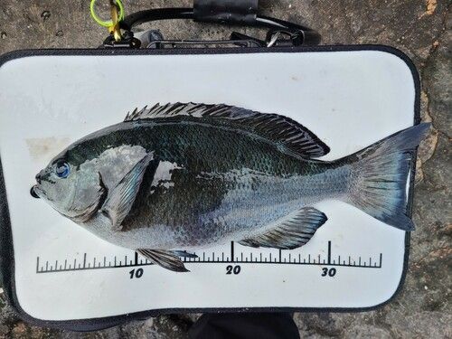 メジナの釣果