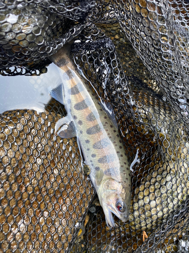 ヤマメの釣果