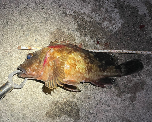 カサゴの釣果