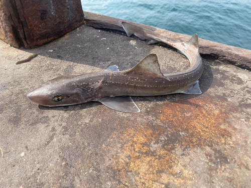 ホシザメの釣果