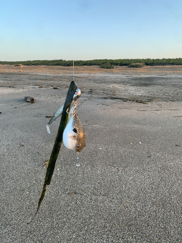 クサフグの釣果