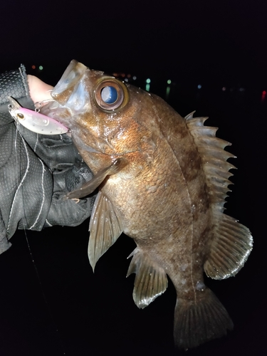 メバルの釣果