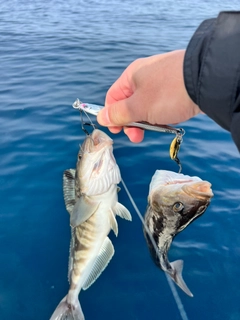 ホッケの釣果