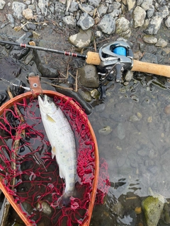 ヤマメの釣果