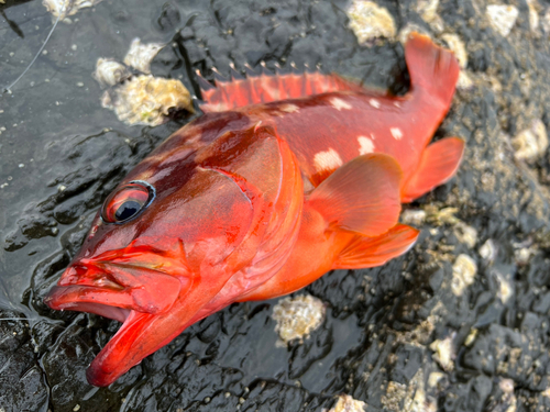 アカハタの釣果