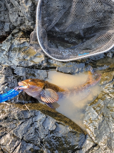 アイナメの釣果