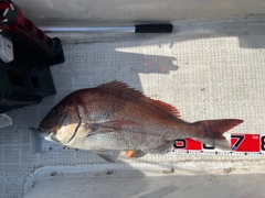 マダイの釣果