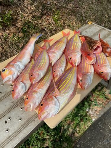 アカアマダイの釣果