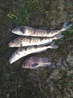 ホッケの釣果