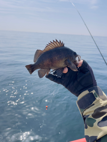 クロメバルの釣果