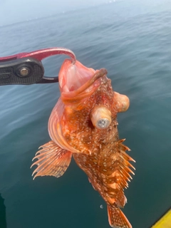 ウッカリカサゴの釣果