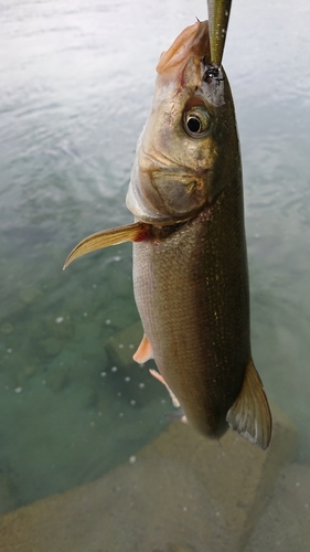 ウグイの釣果