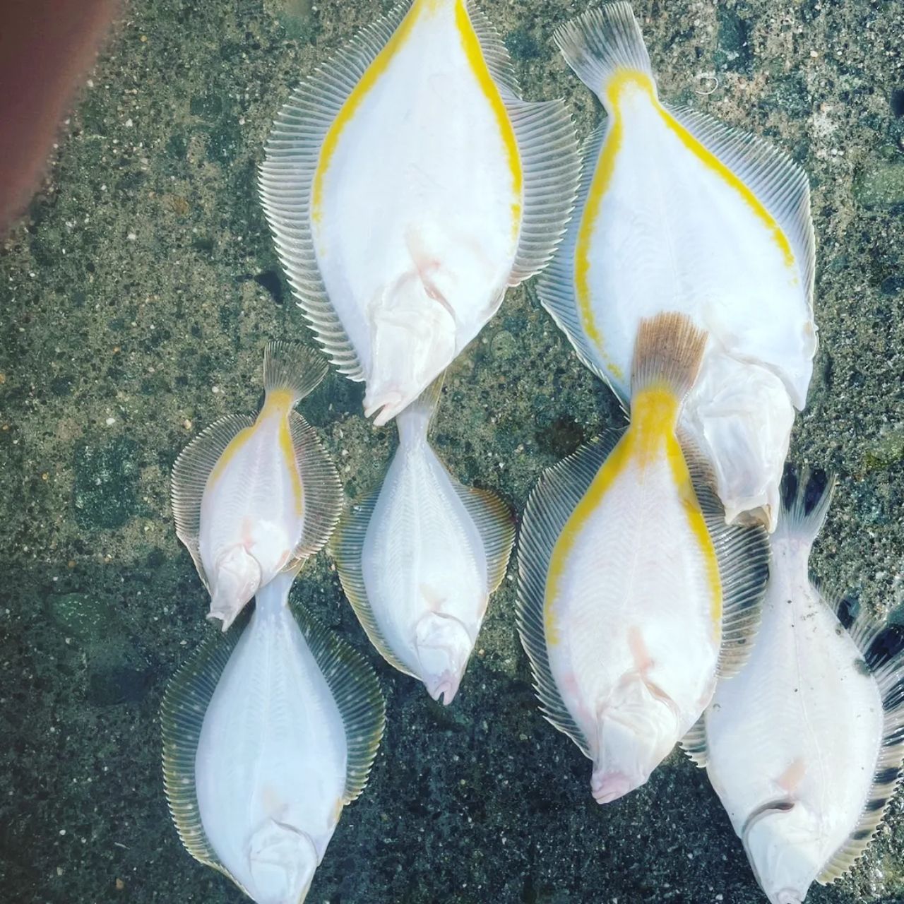カレイ