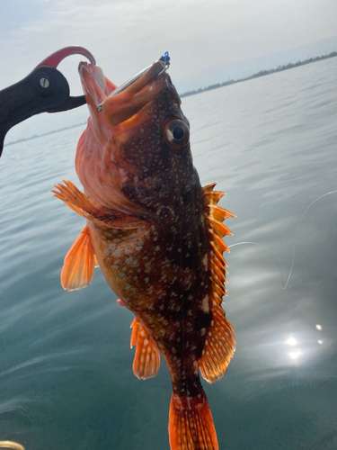 ウッカリカサゴの釣果