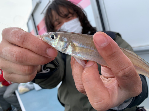 キスの釣果