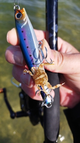 カニの釣果