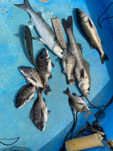 チヌの釣果