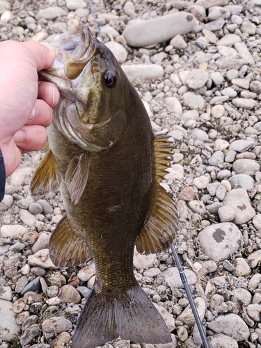 スモールマウスバスの釣果